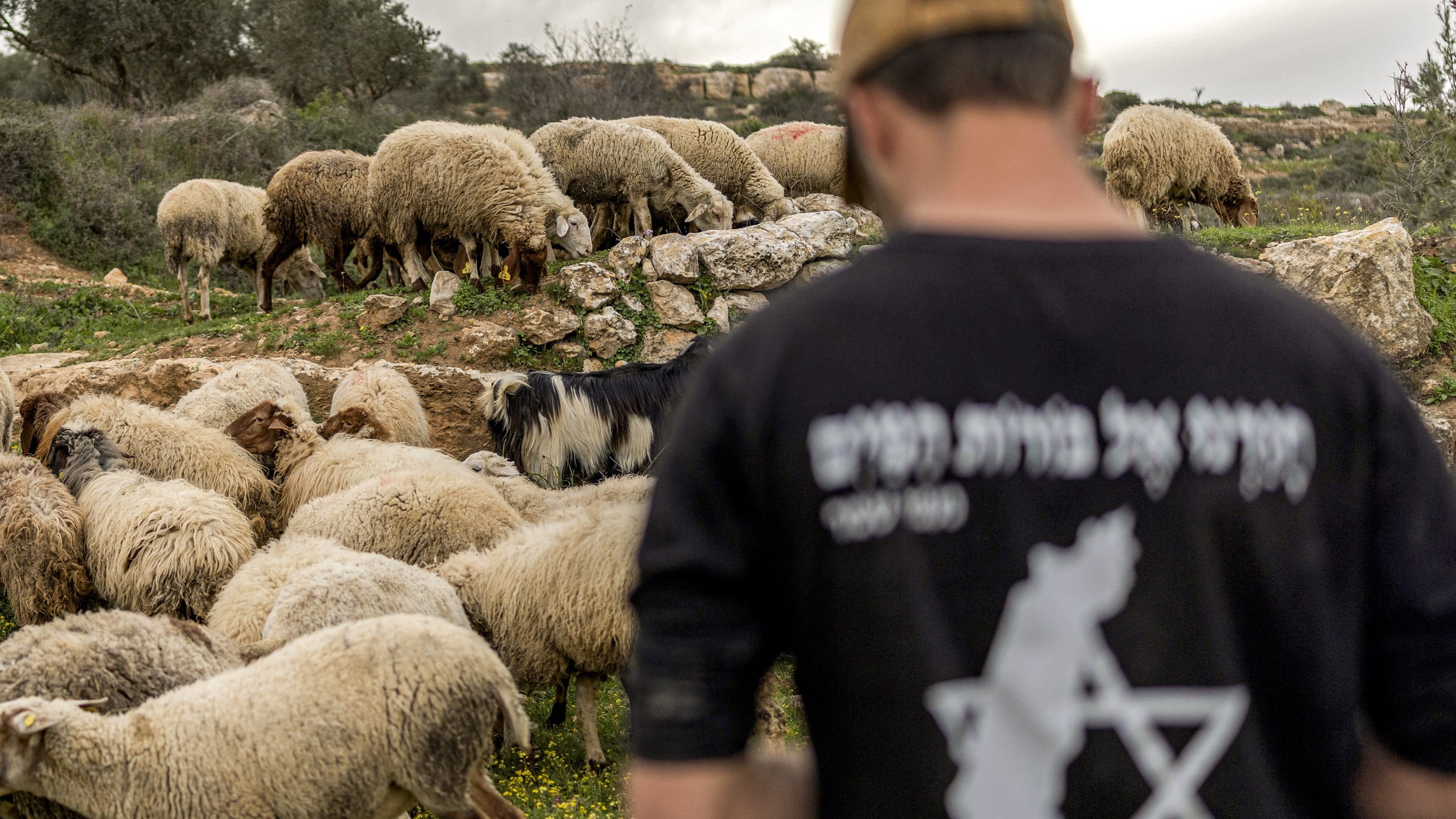 Israeli settler filmed throwing concrete block at cats days after dog beating